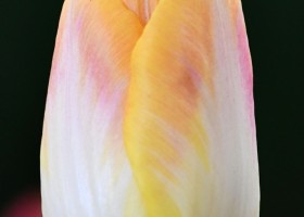 Tulipa Salmon Dynasty ® (4)